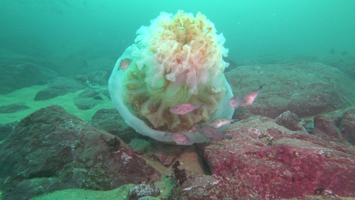 바다의 살수대첩 해파리