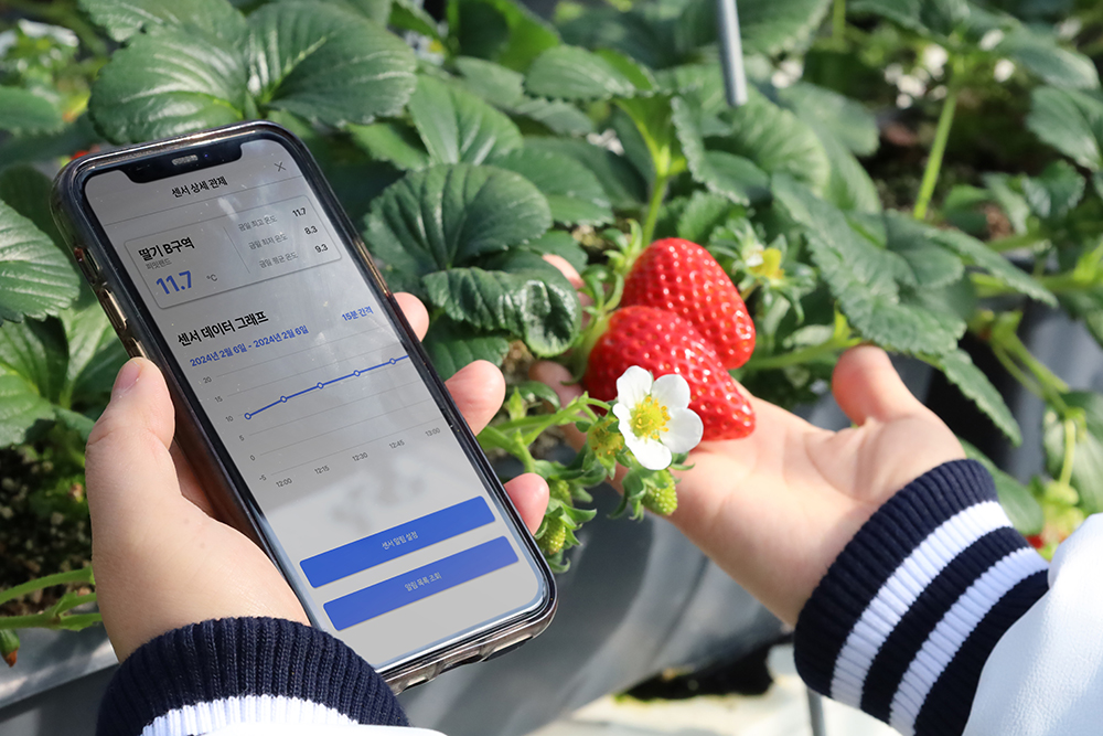 자동화시스템과 ICT기술을 활용해 재배하고 있는 딸기